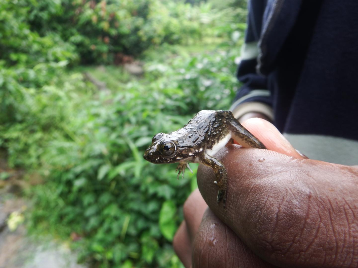 Recently Metamorphed Juvenile Frog