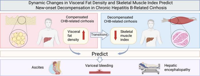 BODY COMPOSITION MARKERS FOR PREDICTING CHRONIC HEPATITIS B-RELATED CIRRHOSIS DECOMPENSATION ACROSS DISEASE STAGES