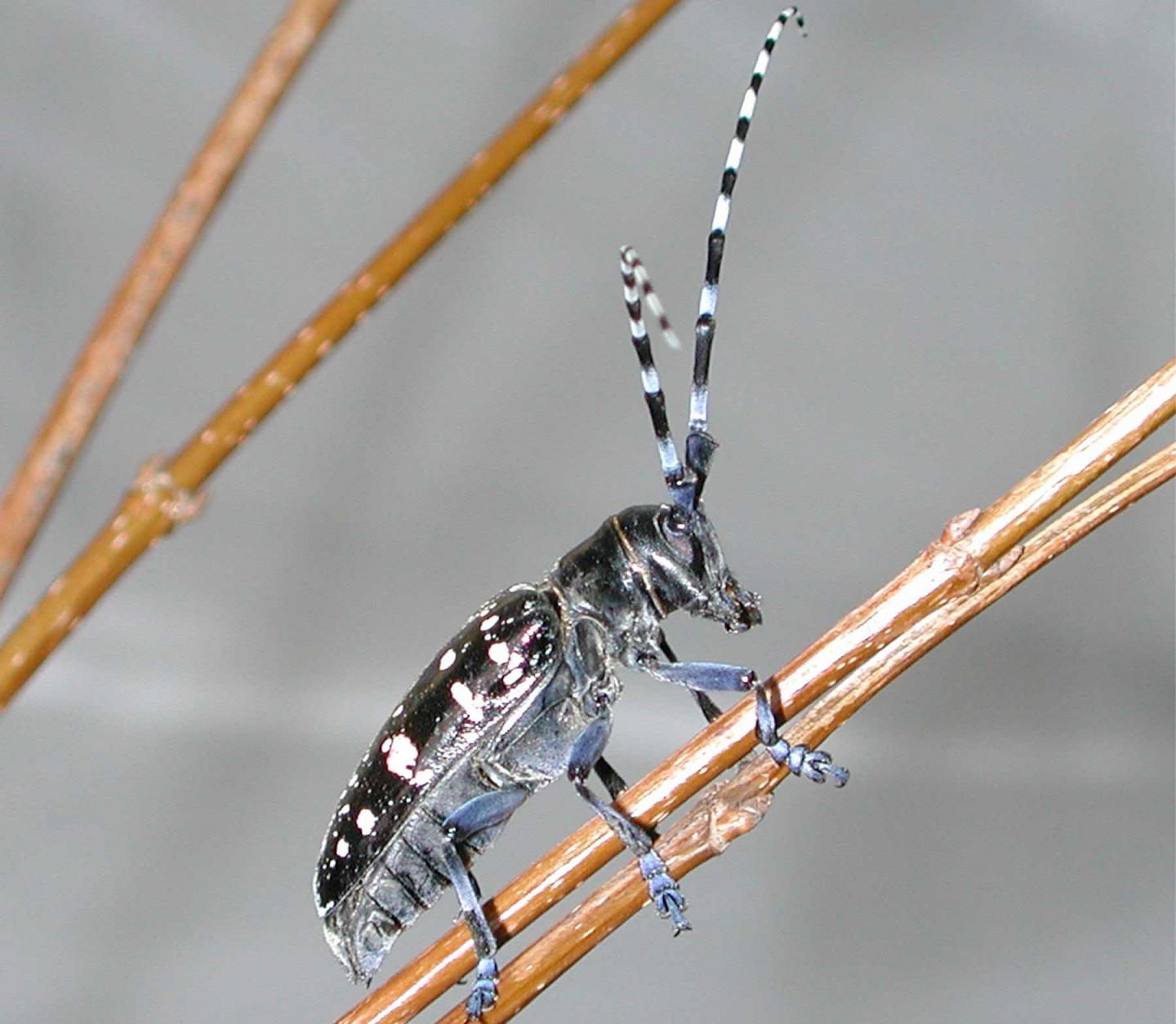 Asian Longhorned Beetle