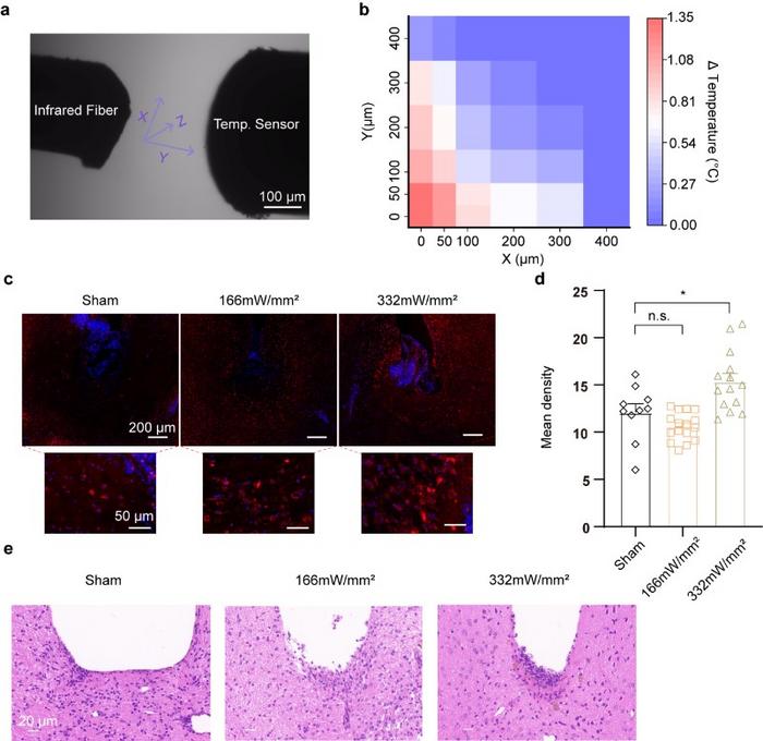 Figure 2: Biosafety of THz illumination in vitro and in vivo
