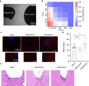 Figure 2: Biosafety of THz illumination in vitro and in vivo