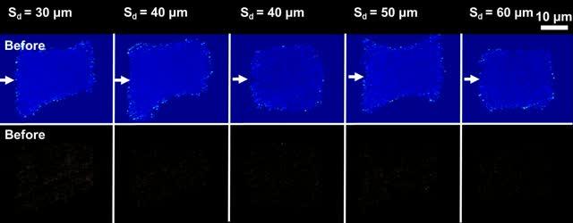 Stretching Cells for Calcium