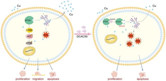 ATOX1 Promotes Hepatocellular Carcinoma Carcinogenesis via Activation of the c-Myb/PI3K/AKT Signaling Pathway