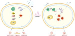 ATOX1 Promotes Hepatocellular Carcinoma Carcinogenesis via Activation of the c-Myb/PI3K/AKT Signaling Pathway