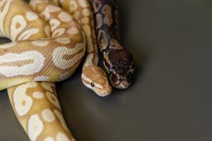 Pythons