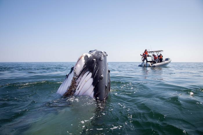 Humpback whale