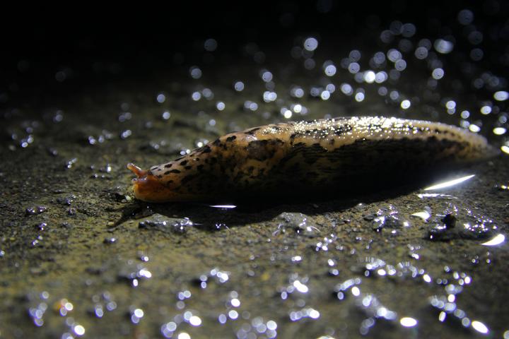 The Giant Slug <i>Limax maximus</i> (2 of 2)