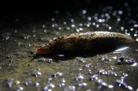 The Giant Slug <i>Limax maximus</i> (2 of 2)