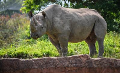 Rhino 