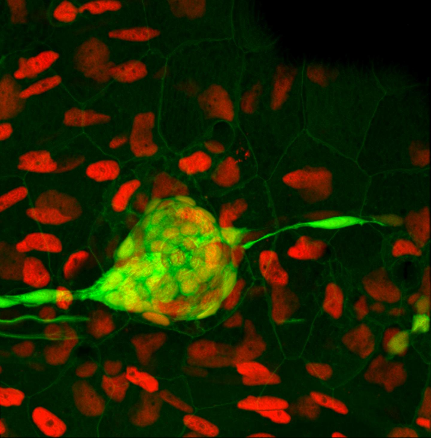 Neuromast Sensory Structure