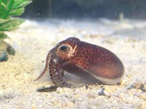Ryukyuan bobtail squid (Euprymna brenneri)