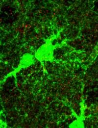 Astrocytes