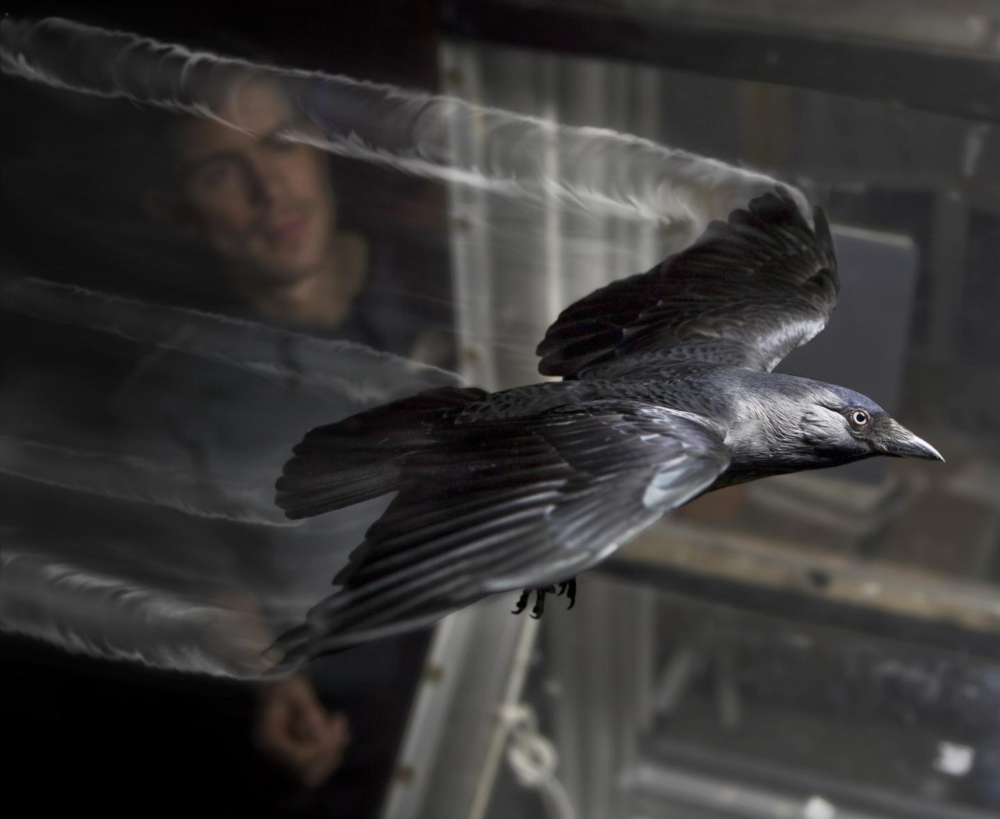 Jackdaw in Wind Tunnel