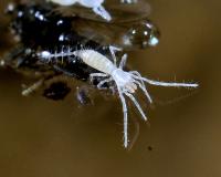 <i>Eukoenenia spelaea</i>