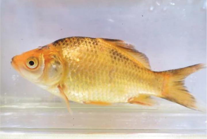 Goldfish