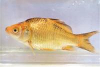 Goldfish