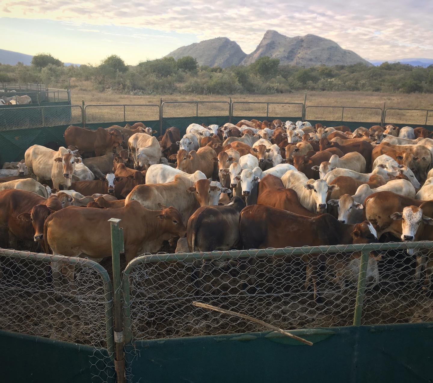 Cow Enclosure