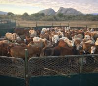 Cow Enclosure