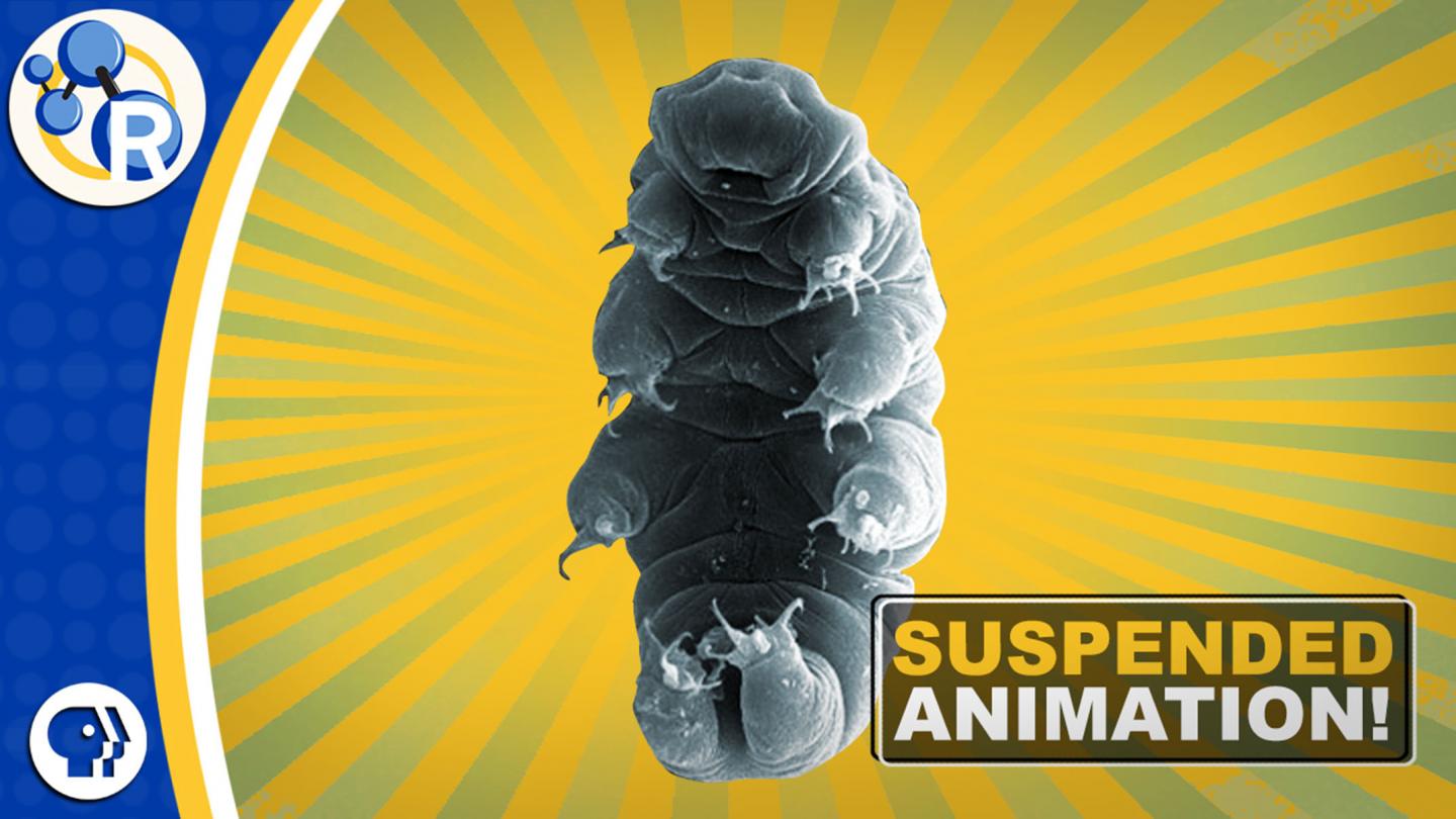What Makes Tardigrades Such Great Survivors (Video)