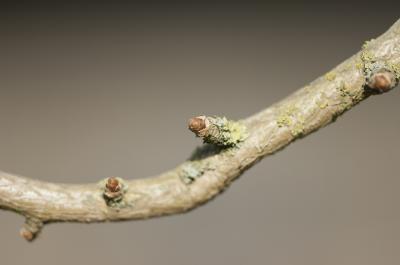 Buds