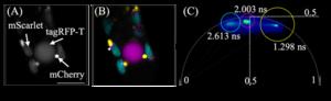 Simultaneous observation of three fluorescent proteins within plant cells