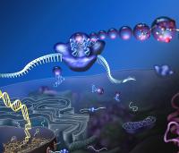 Translational machinery