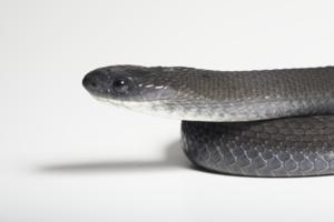 Dasypeltis albigularis sp. nov.