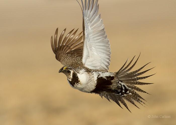 Greater Sage-Grouse
