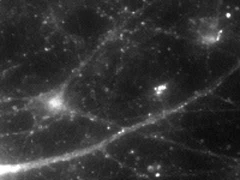 Neurons Firing
