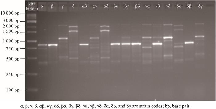 "Fungus Fashion" Gets Genetic Fit