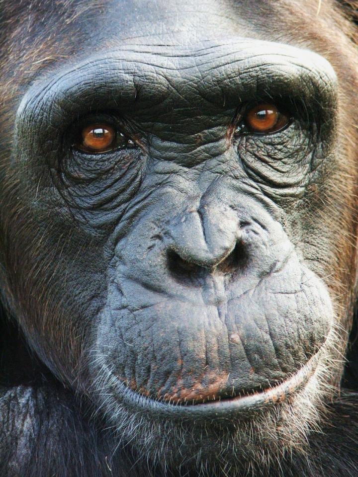 Inside the Mind of a Chimp