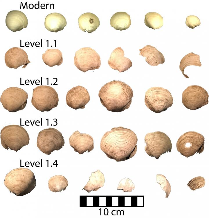 Clam Shells