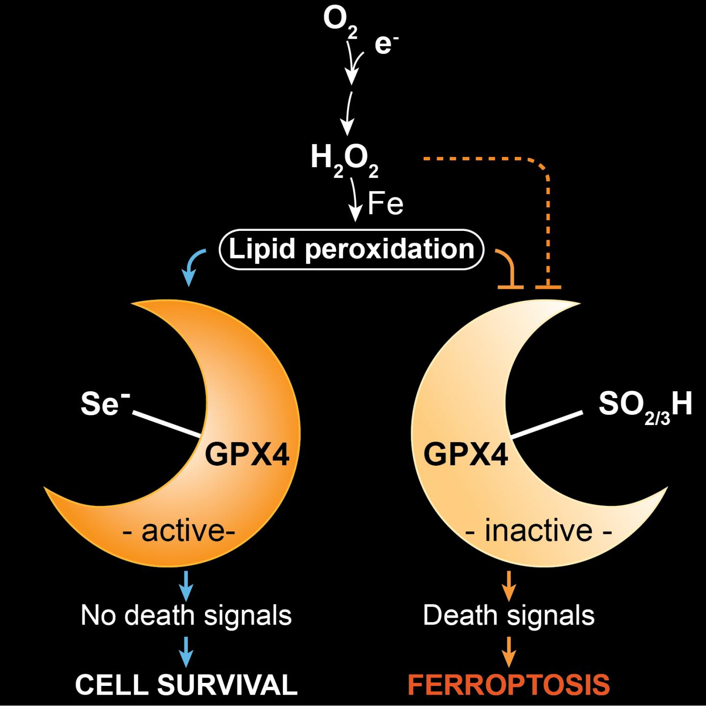 Graphical Abstract