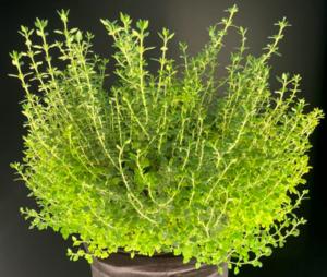 Germander plant