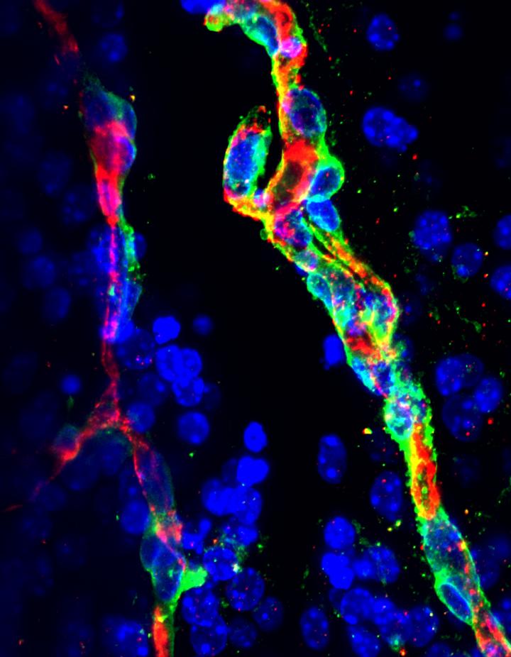 A Close up of a Neural Microvessel