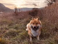 Dog in Grass
