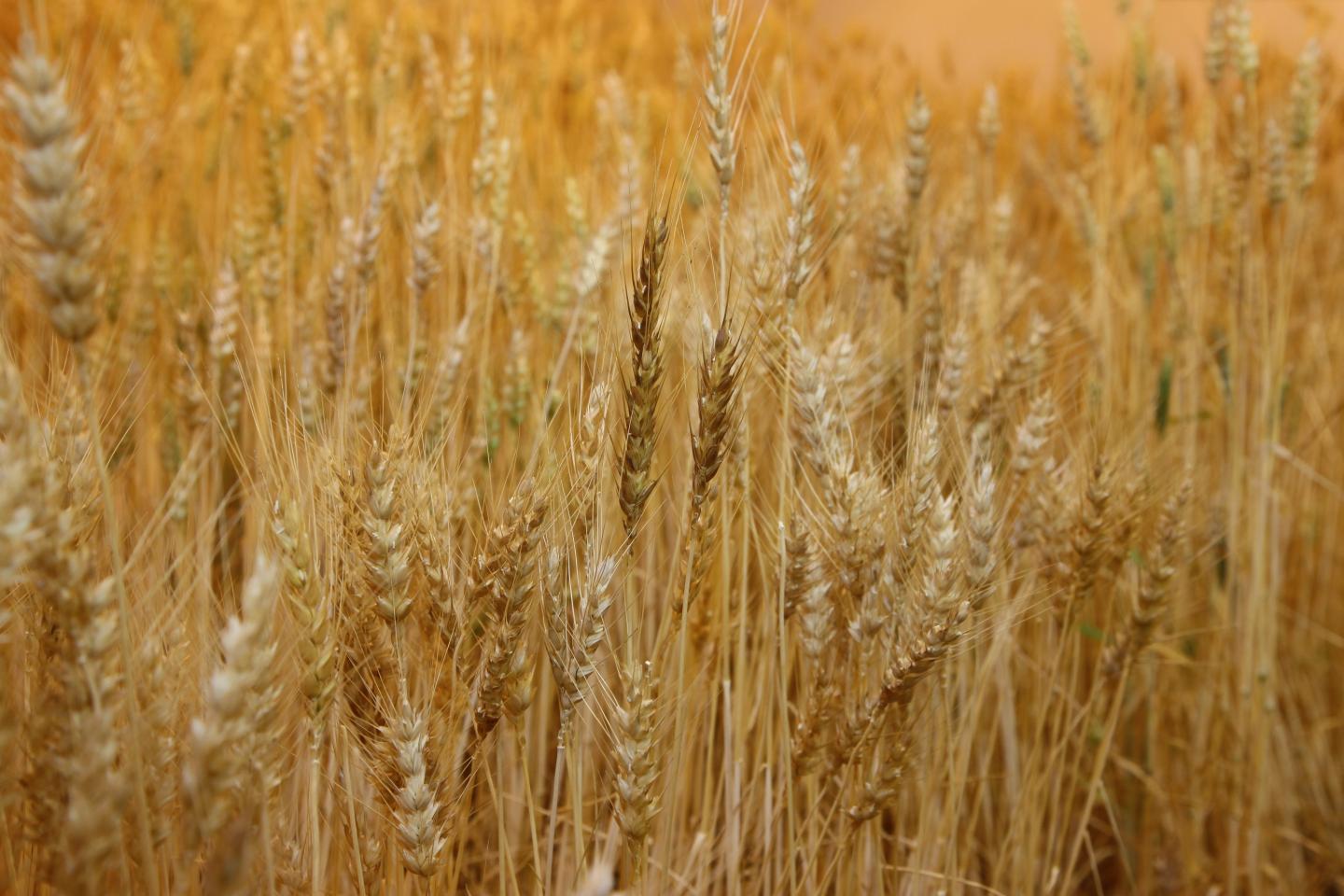 Wheat