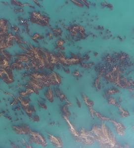 Aerial image of a kelp forest off the coast of California