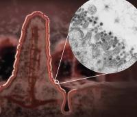 Coronavirus SARS-CoV-2 at the edge of an intestinal cell