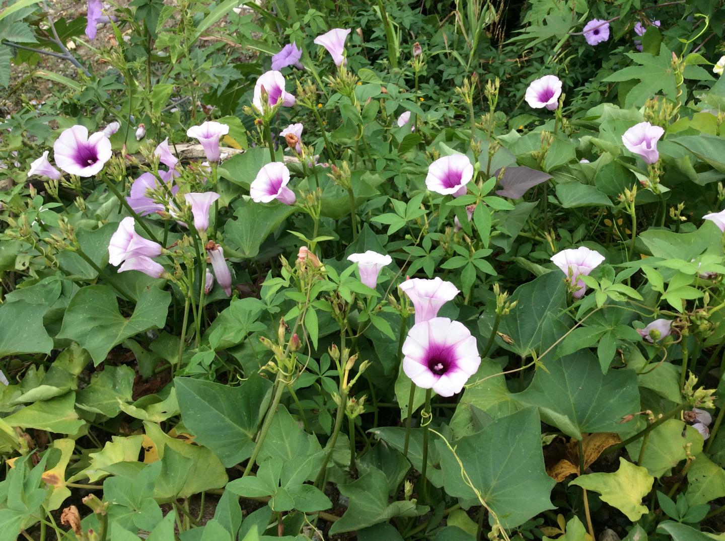 Sweet Potato Growing as a Weed (Peru)