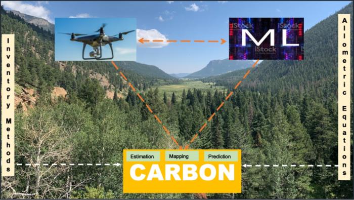 Drones and machine learning for estimating forest carbon storage