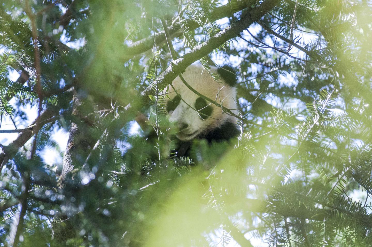Peeking Panda