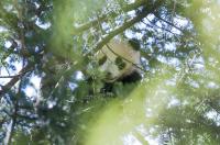 Peeking Panda