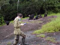 Chimpanzees