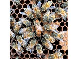 Worker bees surround queen bee