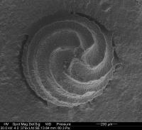 Charophyte Algae