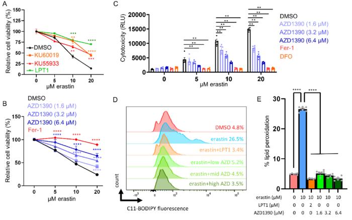 Figure 1. AZD1390 protects against erastin-induced ferroptosis in MDA-MB-231 cells.