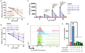 Study links experimental stroke protection to the brain’s backup blood vessels