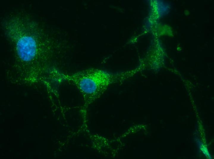 Engineered DNA Vaccine Protects against Emerging Mayaro Virus