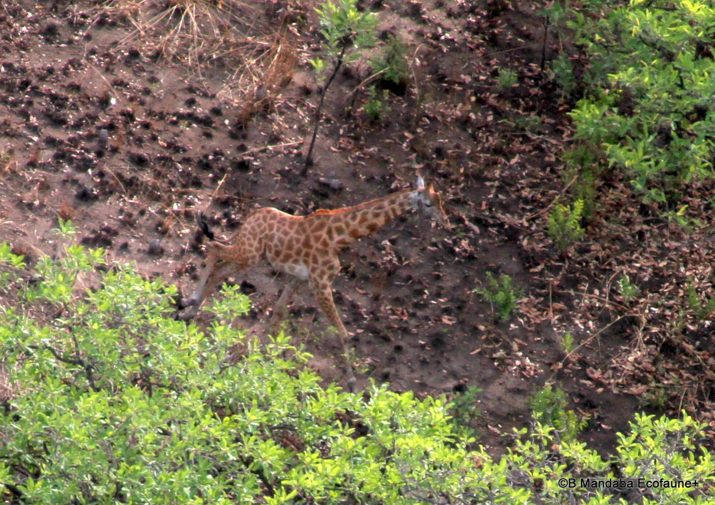 Kordofan Giraffe